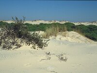 E, Huelva, Almonte, Matelascanas 40, Saxifraga-Jan van der Straaten