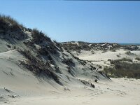 E, Huelva, Almonte, Matelascanas 43, Saxifraga-Jan van der Straaten
