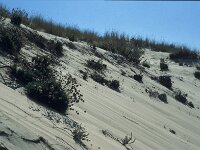 E, Huelva, Almonte, Matelascanas 44, Saxifraga-Jan van der Straaten