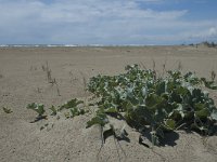 E, Tarragona, Deltebre, Alfacada 14, Saxifraga-Marijke Verhagen