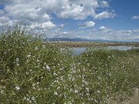 E, Tarragona, Deltebre, El Fangar 23, Saxifraga-Marijke Verhagen