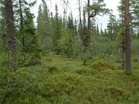 S, Dalarna, Sarna, National Park Fulufjallet 10, Saxifraga-Willem van Kruijsbergen