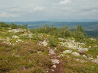 S, Dalarna, Sarna, National Park Fulufjallet 12, Saxifraga-Willem van Kruijsbergen