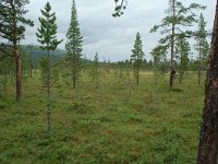 S, Dalarna, Sarna, National Park Fulufjallet 19, Saxifraga-Willem van Kruijsbergen