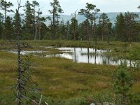 S, Dalarna, Sarna, National Park Fulufjallet, peat lake 2, Saxifraga-Willem van Kruijsbergen