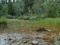 S, Dalarna, Sarna, National Park Fulufjallet, peat lake 4, Saxifraga-Willem van Kruijsbergen