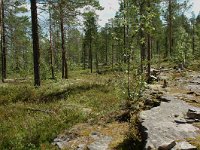 S, Jamtland, Harjedalen 19, Saxifraga-Willem van Kruijsbergen