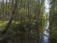 S, Jonkopings lan, Gnosjo, Kavsjon 11, Saxifraga-Marijke Verhagen