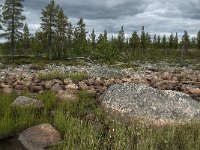 S, Norrbottens lan, Arjeplog, Jackvik 4, Saxifraga-Jan van der Straaten