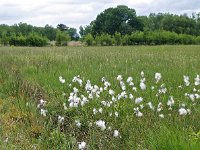 NL, Drenthe, Emmen, Bargerveen 1, Saxifraga-Hans Dekker