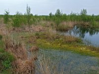 NL, Drenthe, Emmen, Bargerveen 11, Saxifraga-Hans Dekker