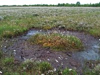 NL, Drenthe, Emmen, Bargerveen 15, Saxifraga-Hans Dekker