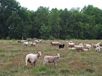 NL, Drenthe, Emmen, Bargerveen 16, Saxifraga-Hans Dekker