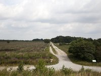 Bargerveen  Track through Bargerveen Nature reserve, Emmen, Drenthe, Netherlands : Bargerveen nature reserve, Bourtanger Moor-Bargerveen International Nature Park, color colour, Dutch Holland Netherlands, Europe European, horizontal, nature natural, nature reserve, room, rural landscape, the way to go, track path, vertical