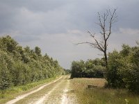 Bargerveen  Stormy sky in background. : Bad expectations, The way forward