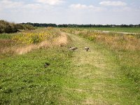 Bargerveen  Canadese ganzen grazend : Bargerveen nature reserve, Bourtanger Moor-Bargerveen International Nature Park