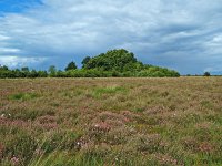 NL, Drenthe, Emmen, Bargerveen 20, Saxifraga-Hans Dekker