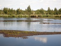 Bargerveen  Bog pool in Bargerveen Nature Reserve, Emmen, Drenthe, Netherlands : Bargerveen nature reserve, Bourtanger Moor-Bargerveen International Nature Park, color colour, Dutch Holland Netherlands, Europe European, horizontal, lake, marsh wetland, moor moorland, nature natural, nature reserve, nobody no people, rural landscape, water