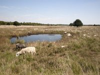 Schapen op vergraste hei  Bourtanger Moor-Bargerveen International Nature Park. : Room, Solitude