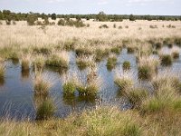 Hoogveen  Bourtanger Moor-Bargerveen International Nature Park. : Growth, Natural beauty, Solitude