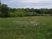 NL, Drenthe, Emmen, Bargerveen 3, Saxifraga-Hans Dekker