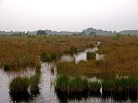 NL, Drenthe, Emmen, Bargerveen 4, Saxifraga-Hans Dekker