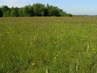 NL, Drenthe, Emmen, Bargerveen 5, Saxifraga-Hans Dekker