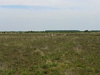 NL, Drenthe, Emmen, Bargerveen 8, Saxifraga-Hans Dekker