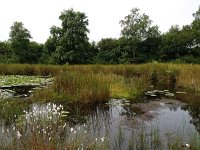 NL, Drenthe, Hoogeveen, Spaarbankbos 1, Saxifraga-Hans Dekker