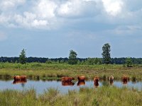 NL, Drenthe, Midden-Drenthe, Mantingerveld, Hullenzand 1, Saxifraga-Hans Dekker