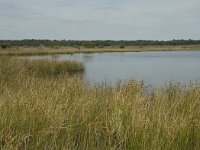 NL, Drenthe, Ruinen, Dwingelderveld, Drosterveen 2, Saxifraga-Willem van Kruijsbergen