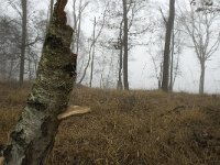 NL, Limburg, Horst aan de Maas, Mariapeel 3, Saxifraga-Jan van der Straaten