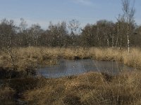 NL, Limburg, Nederweert, Groote Peel 13, Saxifraga-Marijke Verhagen