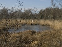 NL, Limburg, Nederweert, Groote Peel 14, Saxifraga-Marijke Verhagen