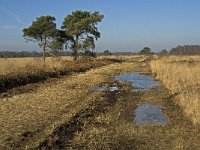 NL, Limburg, Nederweert, Groote Peel 18, Saxifraga-Jan van der Straaten