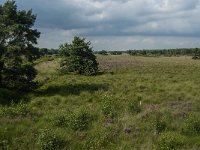 NL, Limburg, Nederweert, Groote Peel 26, Saxifraga-Jan van der Straaten