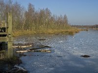 NL, Limburg, Nederweert, Groote Peel 9, Saxifraga-Jan van der Straaten