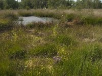 NL, Limburg, Nederweert, Groote Peel, Meerbaan 1, Saxifraga-Jan van der Straaten