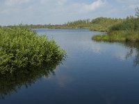 NL, Limburg, Nederweert, Groote Peel, Meerbaansblaak 1, Saxifraga-Jan van der Straaten