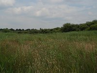 NL, Noord-Brabant, 's Hertogenbosch, Moerputten 4, Saxifraga-Willem van Kruijsbergen