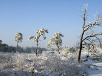 NL, Noord-Brabant, Alphen-Chaam, Goudberg 3, Saxifraga-Jan van der Straaten