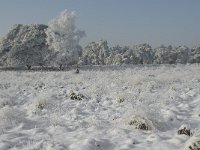 NL, Noord-Brabant, Alphen-Chaam, Strijbeekse Heide, Langven 13, Saxifraga-Jan van der Straaten