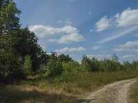 NL, Noord-Brabant, Asten, Berkenbruin 3, Saxifraga-Marijke Verhagen