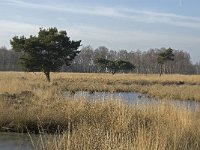 NL, Noord-Brabant, Asten, Groote Peel 15, Saxifraga-Marijke Verhagen