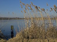 NL, Noord-Brabant, Asten, Groote Peel 21, Saxifraga-Jan van der Straaten