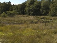 NL, Noord-Brabant, Boxtel, Kampina 14, Saxifraga-Marijke Verhagen