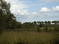 NL, Noord-Brabant, Boxtel, Kampina 15, Saxifraga-Marijke Verhagen