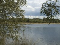 NL, Noord-Brabant, Boxtel, Kampina 17, Saxifraga-Marijke Verhagen