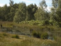 NL, Noord-Brabant, Boxtel, Kampina 5, Saxifraga-Jan van der Straaten