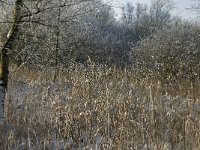 NL, Noord-Brabant, Cranendonck, Soerendonks Goor 26, Saxifraga-Marijke Verhagen